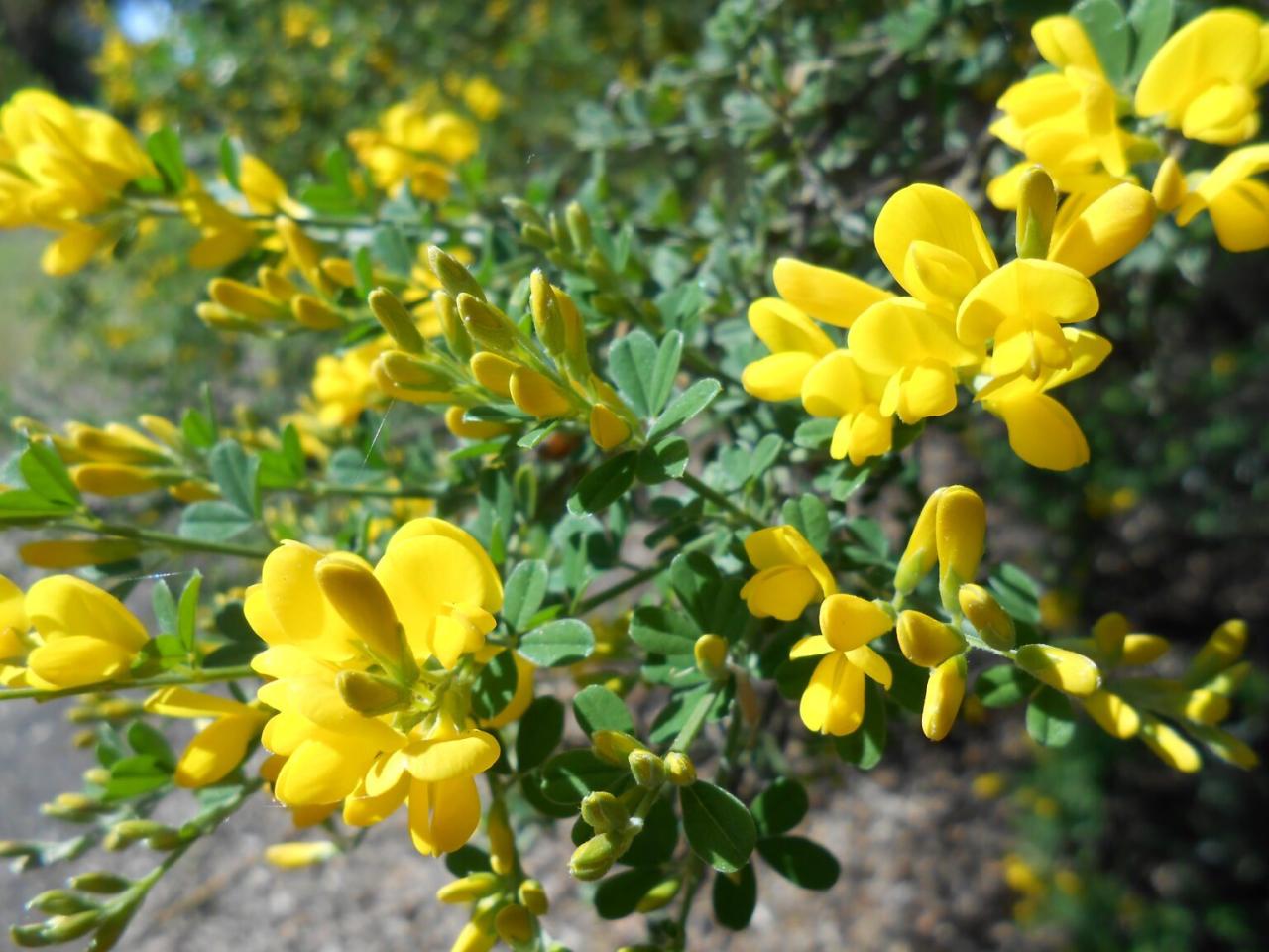 How to Meditate – Spiritual Awakening Process How to Meditate – Spiritual Awakening Process